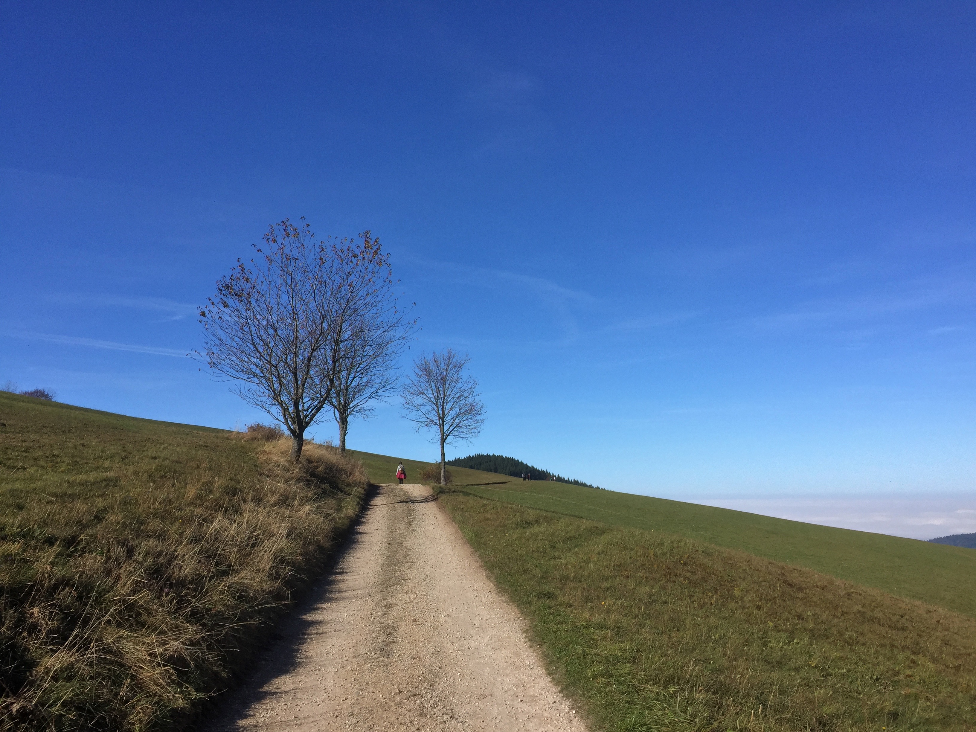 Bild-Die Schwarzwälder